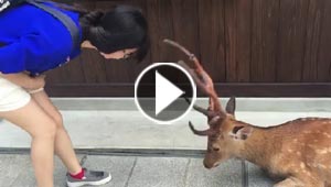 غزال يشكر فتاة يابانية على طريقته الخاصة.. شاهده