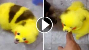 فيديو وصور.. جنون البوكيمون يطال الكلب بيكاتشو