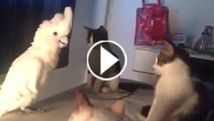 ببغاء يخاطب ثلاث قطط بلغتهن.. شاهده