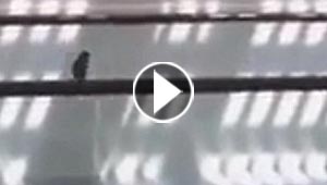 طائر يحول اعلى سلم كهربائي الى سيرك دائم.. شاهده