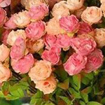 صورة 4 اقوال وطرائف