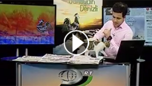 فيديو طريف.. قط يقتحم الاستوديو ويجلس على كمبيوتر المذيع