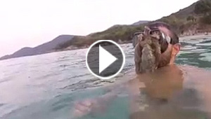 فيديو طريف: أخطبوط يلتصق بوجه غطاس ويرفض ان يتركه!