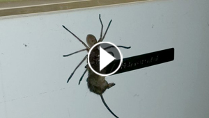  فيديو مثير.. عنكبوت ضخم يصطاد فأرا ويحمله بين فكيه