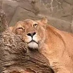 صورة 4 اقوال وطرائف