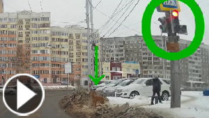 فيديو مذهل.. كلب يعبر على الضوء الاخضر ورجل يجري مخالفا للقانون