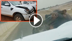 فيديو مرعب.. فرس النهر يهاجم سيارة ويحطمها بينما ينجو سائقها