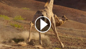 فيديو مثير.. معركة حياة او موت بين زرافة ولبؤة! شاهد