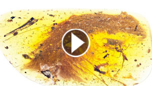 اكتشاف نادر جدا.. ذيل ديناصور داخل حجر الكهرمان منذ 99 مليون عام