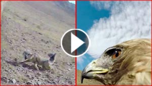 نسر يصور لحظة انقضاضه على ثعلب من ساحة المعركة.. فيديو
