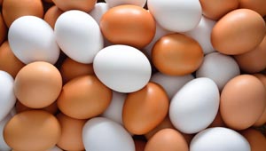 بحث يجيب عن سؤال البيضة ام الدجاجة اولا.. ومعلومات مذهلة عنهما