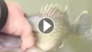 فيديو مثير.. اسرع واغرب واجرأ طريقة لاصطياد الاسماك!