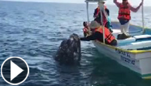 فيديو طريف.. سائح يحظى بقبلة من حوت صغير
