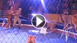 عندما تنتفض الاسود على مدربيها داخل حلبة السيرك.. فيديو مروع