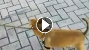 فيديو طريف.. صغار البط تطارد كلبا فيهرب منها خائفا ومرتبكا