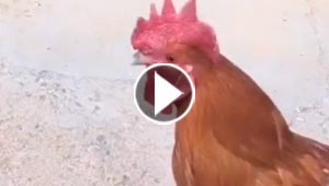 فيديو طريف.. ديك يركض بالحذاء ويذهل الكثيرين