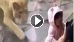ام تصور لحظة انقضاض اسد على طفلتها محاولا خطفها.. فيديو
