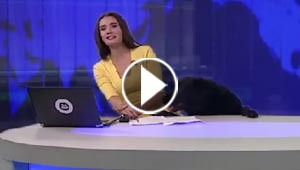 بالفيديو.. كلب يقتحم استوديو أخبار على الهواء مباشرة