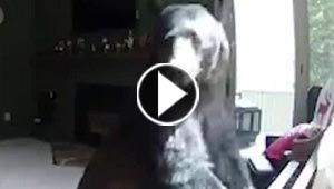دب يقتحم منزلا من نافذته ليس فقط من اجل العزف على البيانو! فيديو وصور