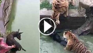 فيديو صادم.. القاء حمار حي لنمور جائعة يشعل مواقع التواصل