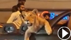 احتجاز رجل اعمال باكستاني للتحقيق بسبب تجوّله بصحبة اسد.. فيديو