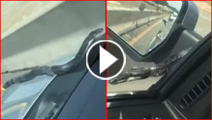 فيديو مرعب.. ثعبان اسود يتراقص على نافذة سيارة