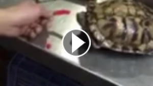 فيديو طريف.. سلحفاة كادت تقدم على الانتحار بعد ان قضمت الفلفل الحار!!