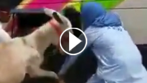فيديو طريف.. محاولات فاشلة لادخال حمار في صندوق الامتعة لحافلة