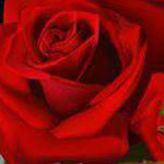 اقوال وطرائف صورة 2