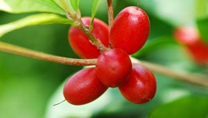 بالصور.. 20 صنف من أندر الفواكه في العالم!