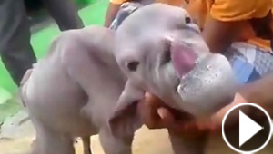 الهند: عنزة على شكل انسان ترعب قرية بأكملها.. فيديو وصور
