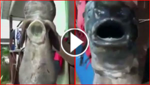 صيادون روس يعثرون على سمكة غريبة تبدو كنوع من الوحوش.. فيديو