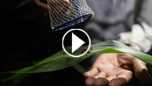 مصارعة الصراصير في الصين: رياضة غريبة اغلى من الذهب! 