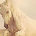 صورة 4 اقوال وطرائف