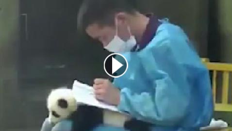 فيديو ظريف.. حارس يكتب ملاحظات على ظهر صغير باندا وهو مسترخ