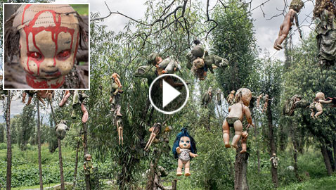 بالفيديو والصور.. جزيرة الدمى المرعبة في المكسيك