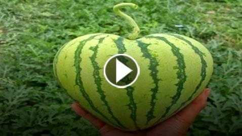 بالفيديو..  فاكهة بأشكال مختلفة وغريبة في الصين