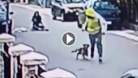 بالفيديو.. كلب شجاع انقذ سيدة من تعرضها للسرقة