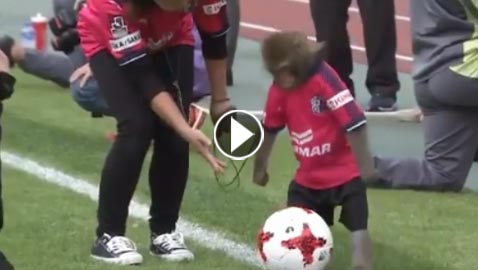 فيديو طريف.. قرد يسرق الانظار قبل مباراة كرة قدم