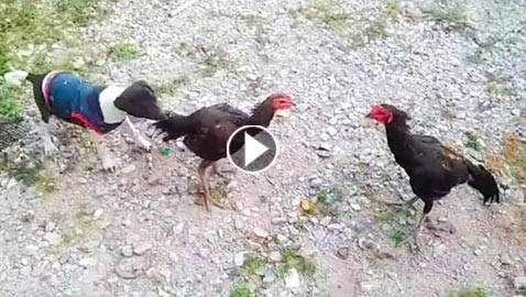 فيديو طريف.. كلب يفض شجارا بين دجاجتين