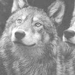 اقوال وطرائف صورة 2