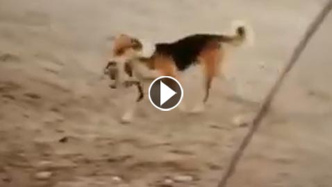 فيديو مؤثر.. كلب يبحث عن مكان ليدفن فيه قط ميت
