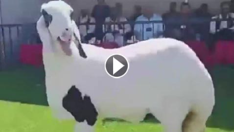 بالفيديو.. ملكة جمال الأغنام في ليبيا!