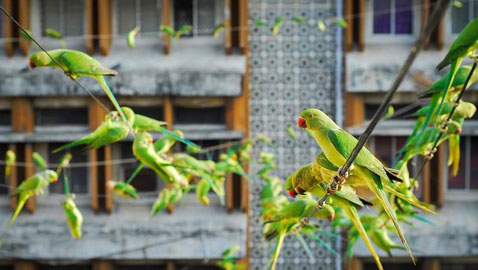 بالصور.. هندي يطعم كلّ يوم أربعة آلاف طير!