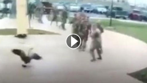 فيديو طريف.. جنود أمريكيون يهربون من إوزة كندية