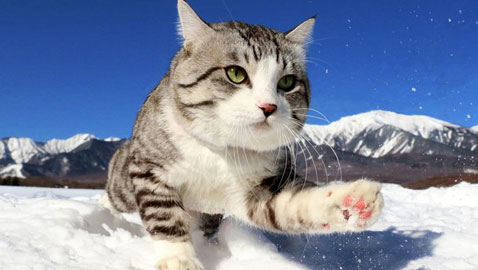 صور طريفة لمغامرات سندباد القطط حول العالم