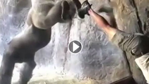 فيديو طريف: غوريلا يتعلم الوقوف على يديه