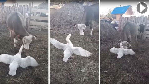 فيديو مضحك.. شجار بين إوزة وبقرة على الطعام