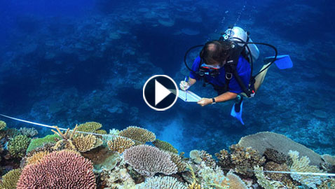 فيديو مذهل.. علماء يصورون الشعاب المرجانية الراقصة