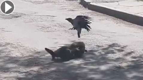 فيديو مثير.. غراب يوقف شجار شرس بين قطتين!